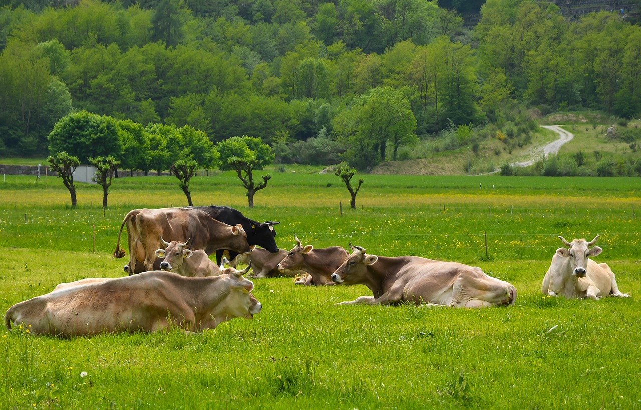 the hay field  field  nature free photo