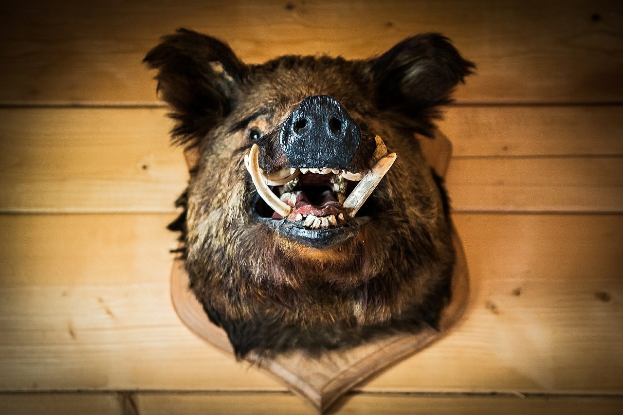 the head of the boar wild boar trophy free photo