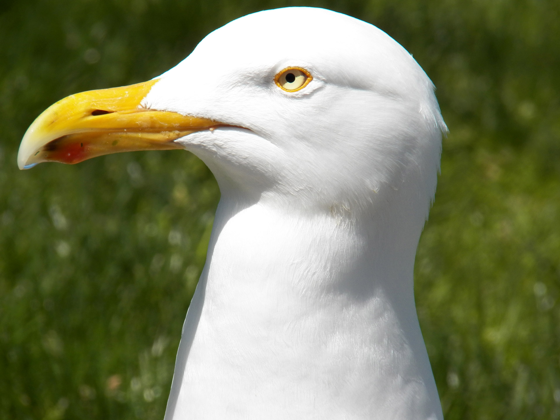 bird birds seagull free photo