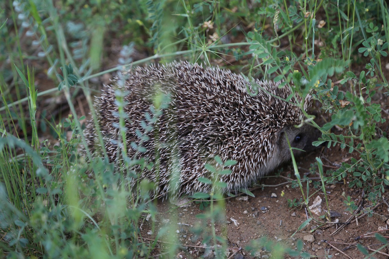 the hedgehog  animal  nature free photo