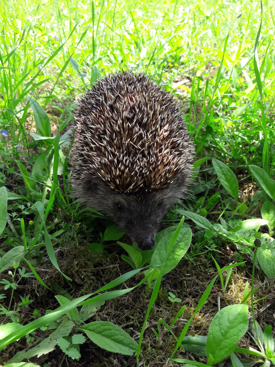 the hedgehog  cute  animal free photo