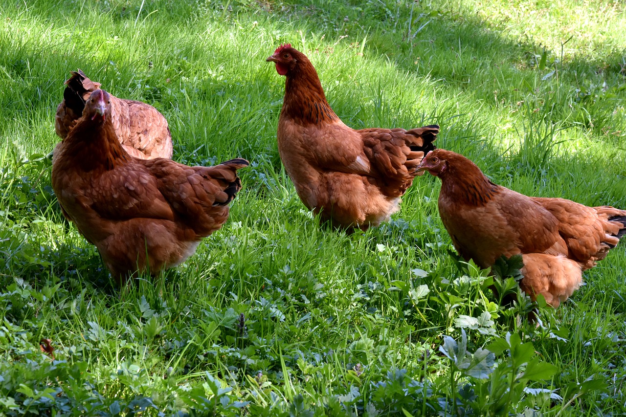 the hen chicken village free photo