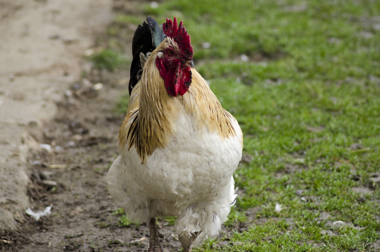 the hen cock chicken free photo