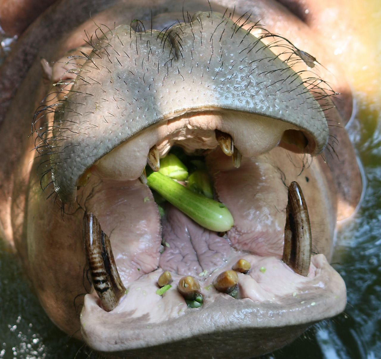 the hippo kita dental free photo