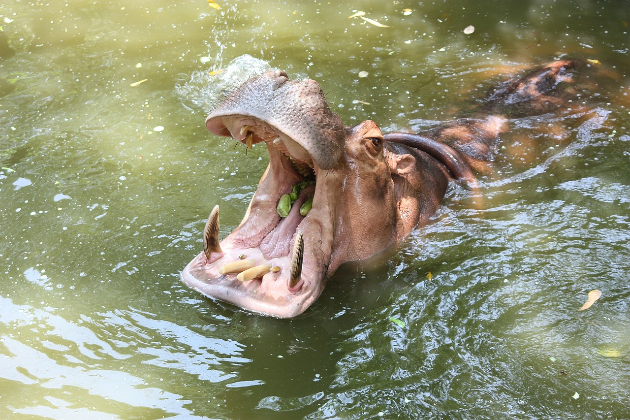 the hippo kita sore throat free photo