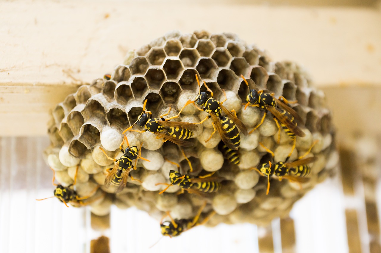 the hive wasps combs free photo