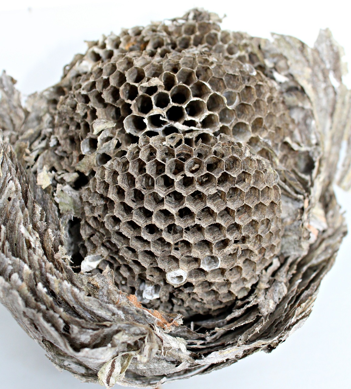 the hive hexagon wasps dwelling free photo