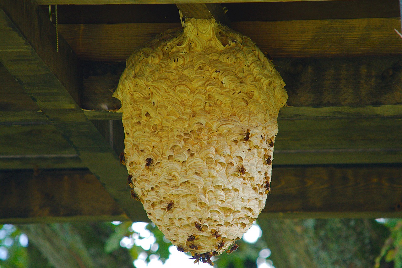 the hive wasps nest free photo