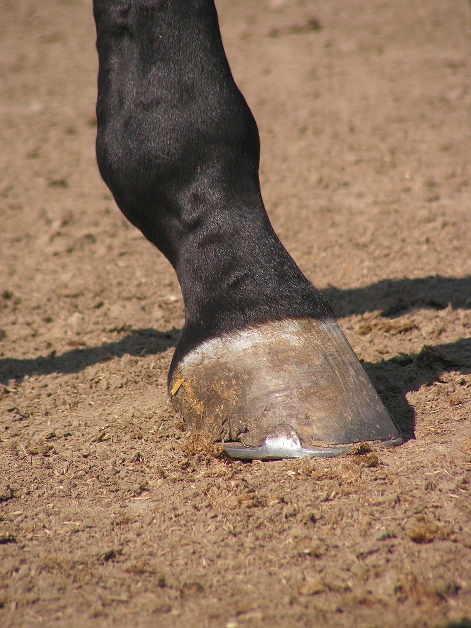 the hoof horse foot free photo