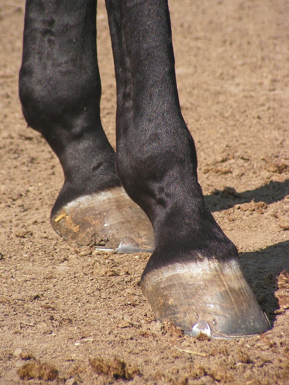 the hoof horse foot free photo