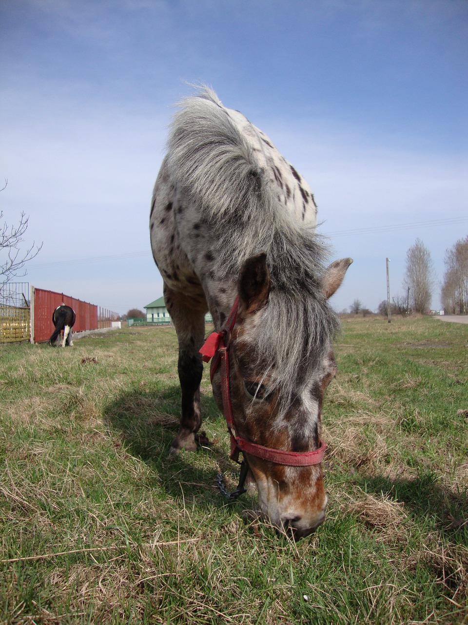 the horse animal pony free photo