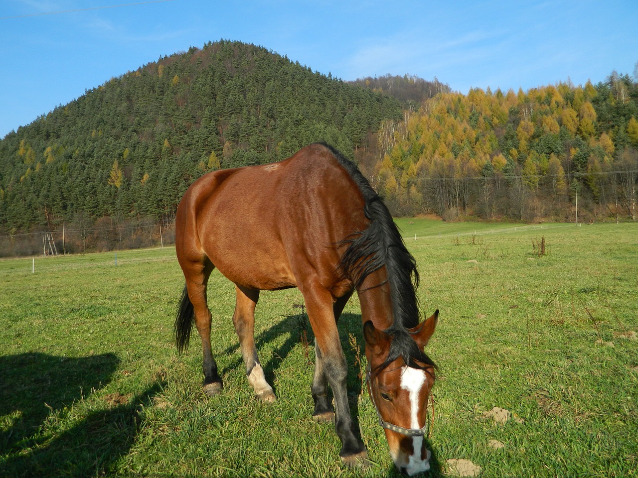 the horse pasture land meadow free photo