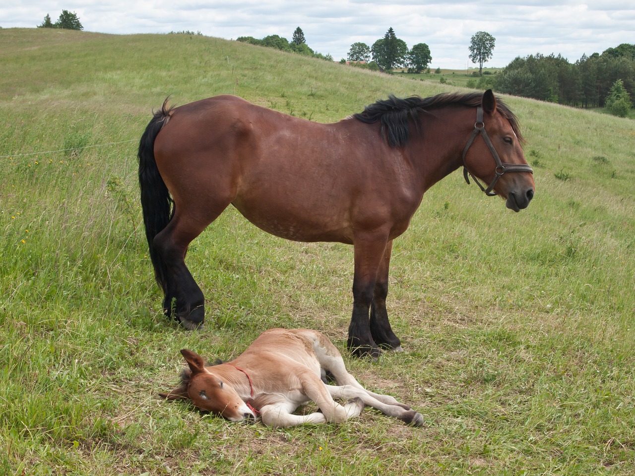 the horse offspring horse free photo