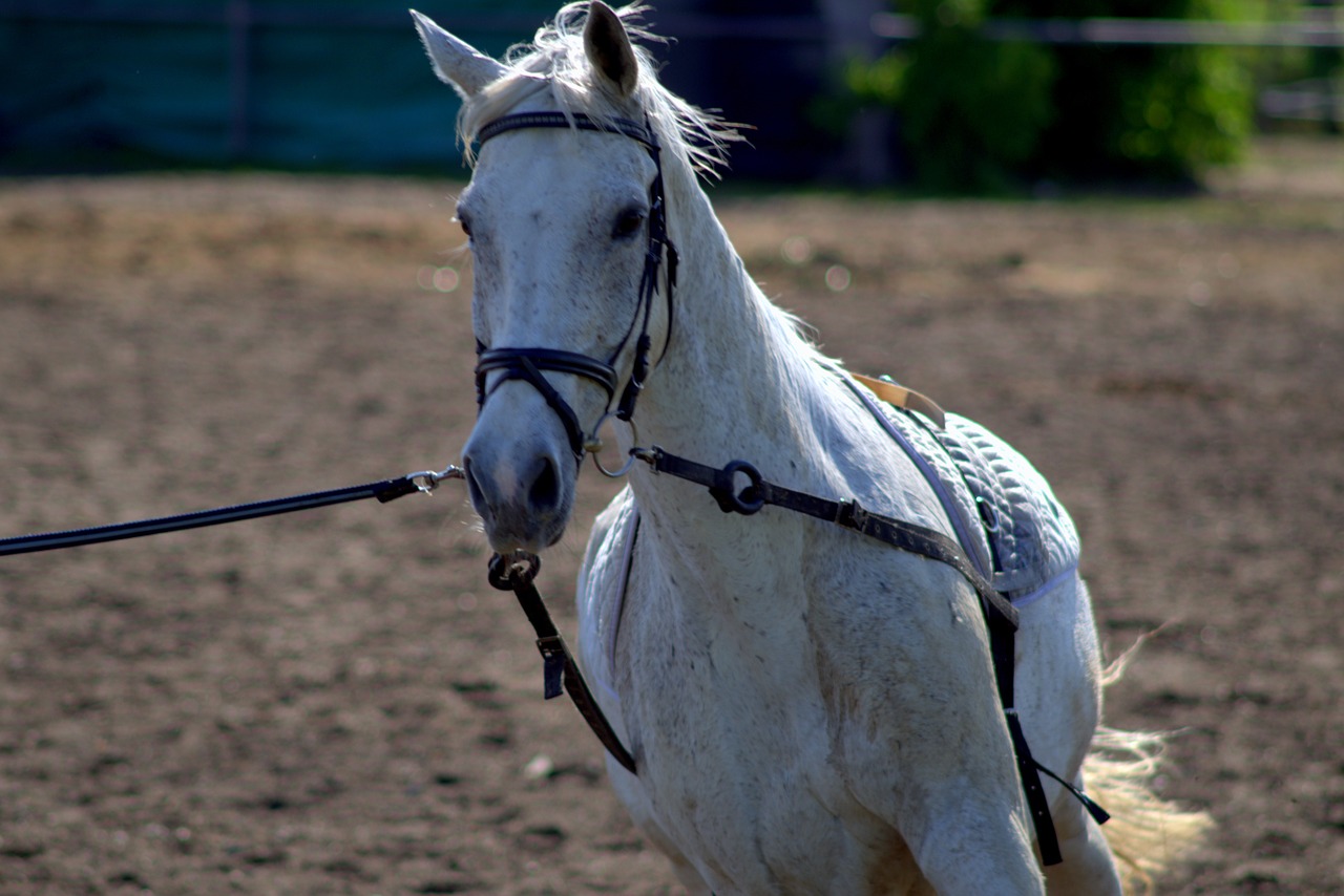 the horse white animal free photo