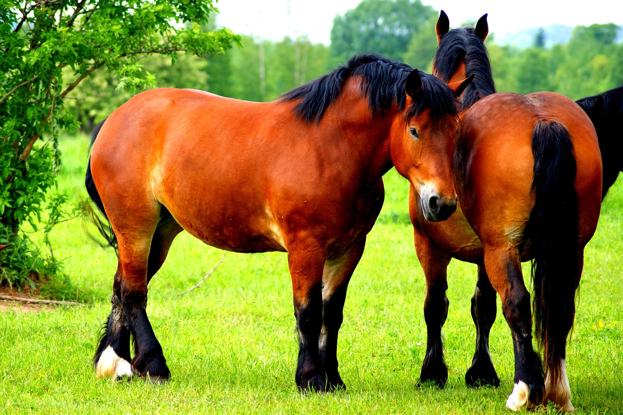 the horse horses animal free photo
