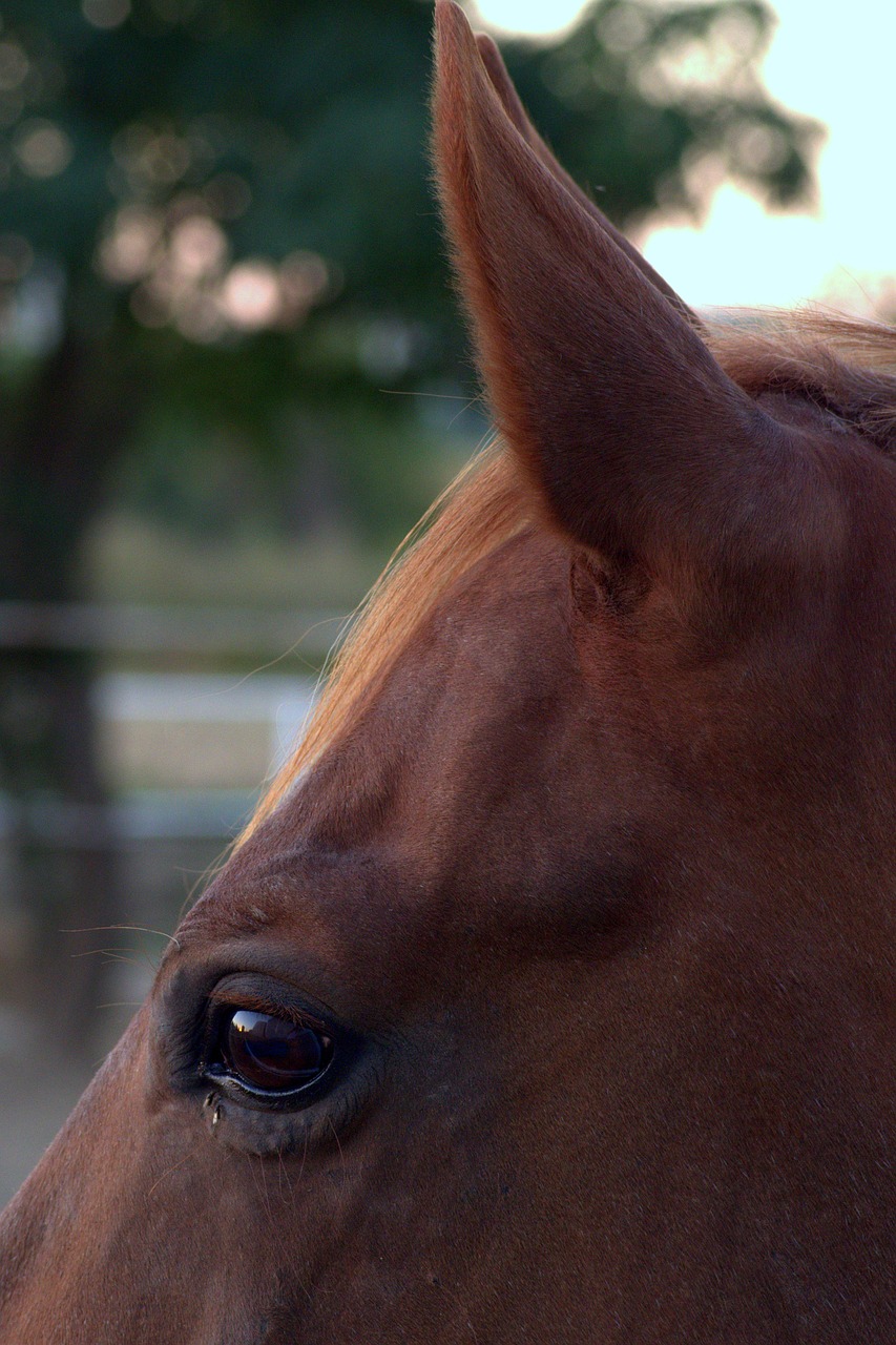 the horse eye ear free photo
