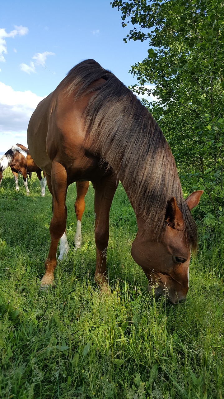 the horse horse horses free photo