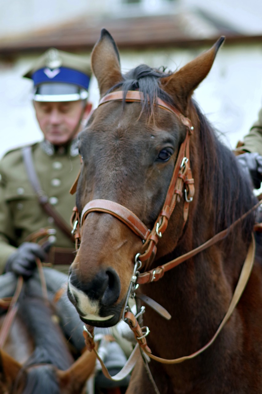 the horse cavalryman soldier free photo
