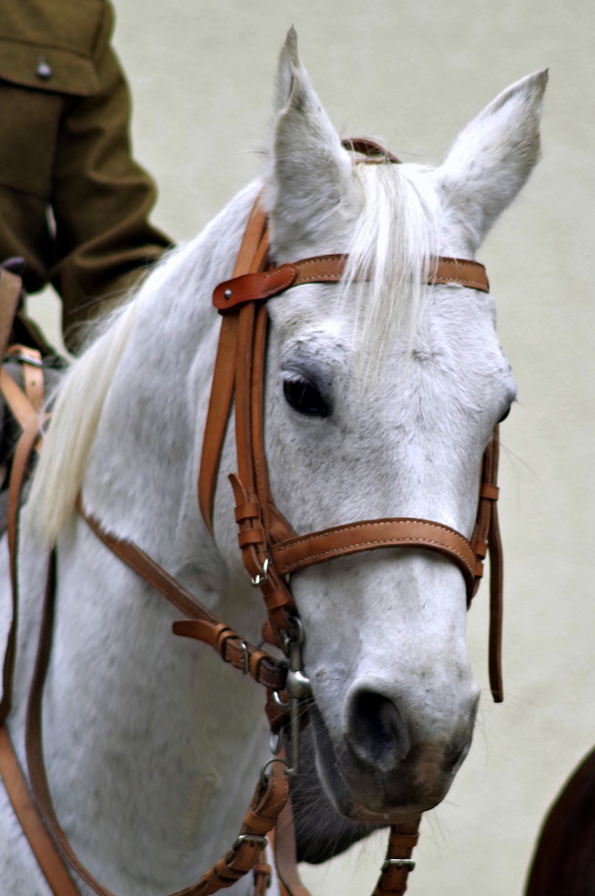 the horse cavalryman soldier free photo