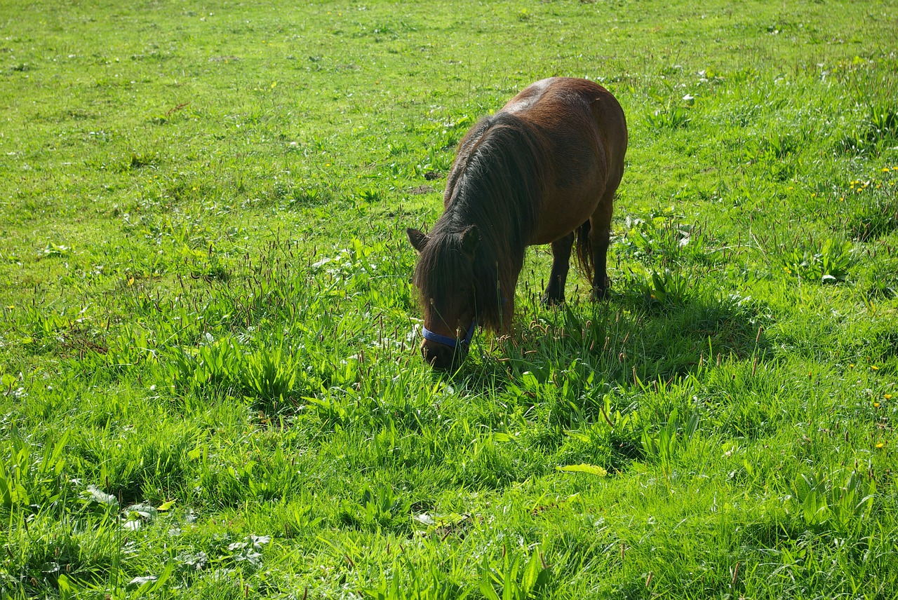 the horse pony grass free photo