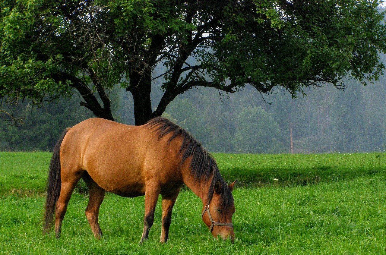 the horse nature bieszczady free photo