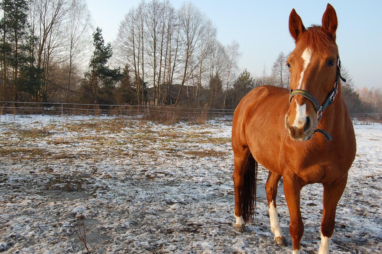 the horse winter pasture land free photo