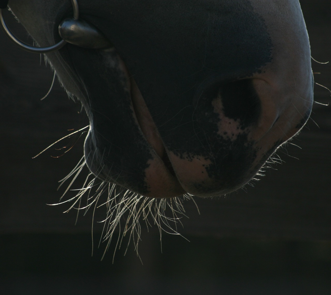 the horse snout horse head free photo