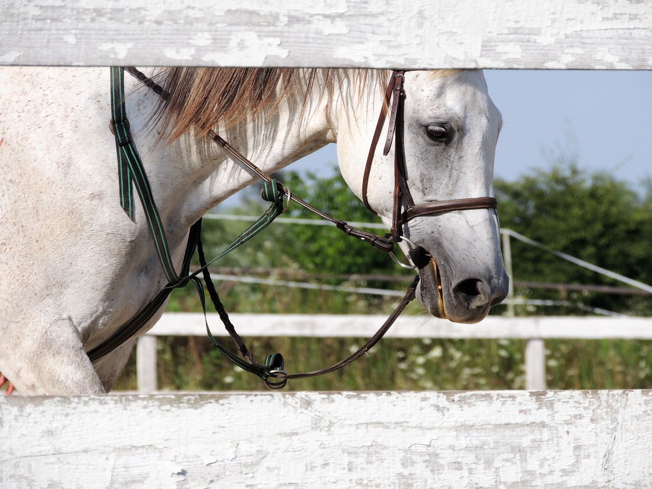 the horse horse white horse free photo