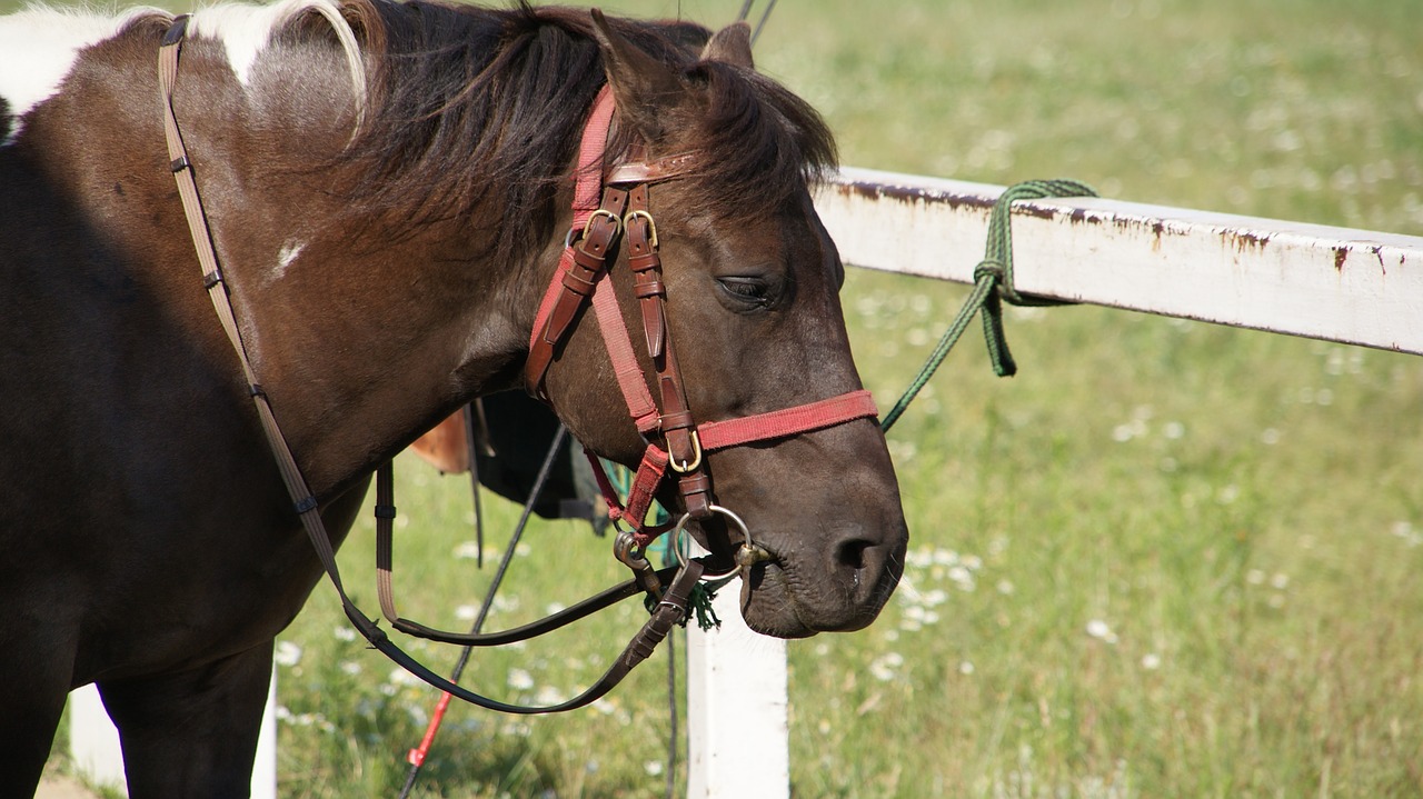 the horse bridle the head of a horse free photo