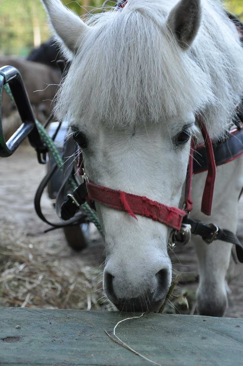 the horse the head of a horse white horse free photo