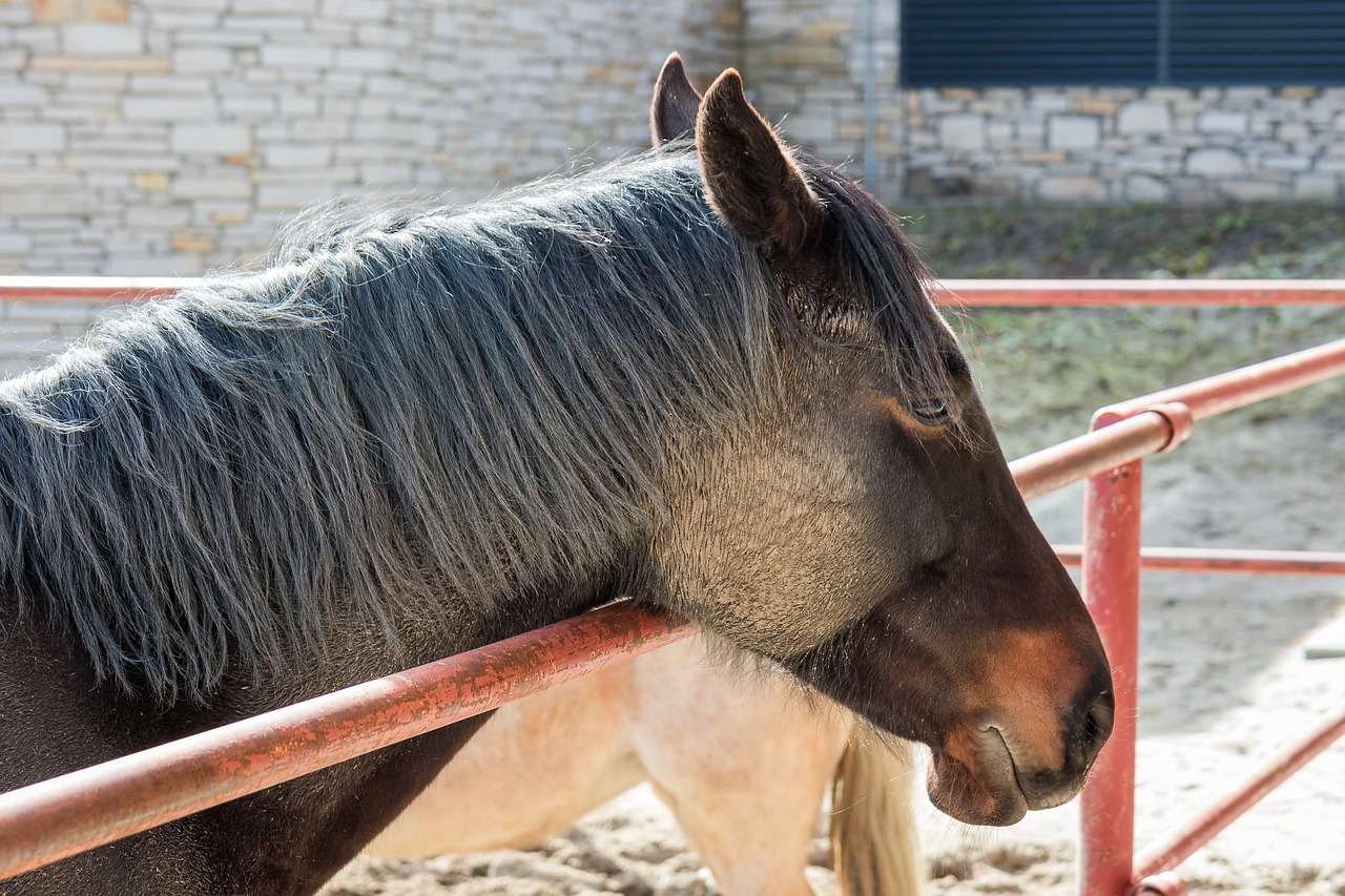 the horse the head of a horse the mane free photo