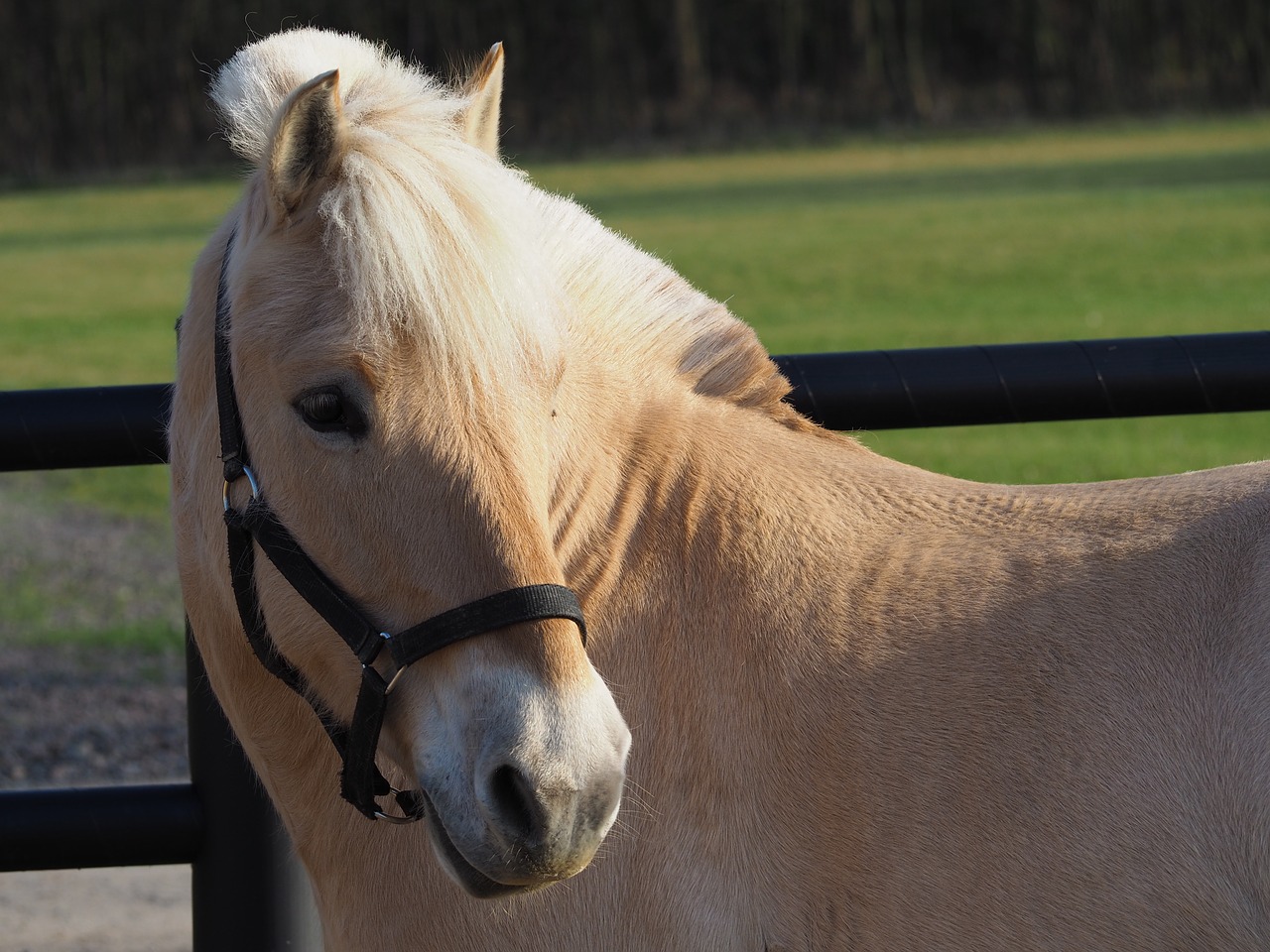 the horse konik offspring free photo