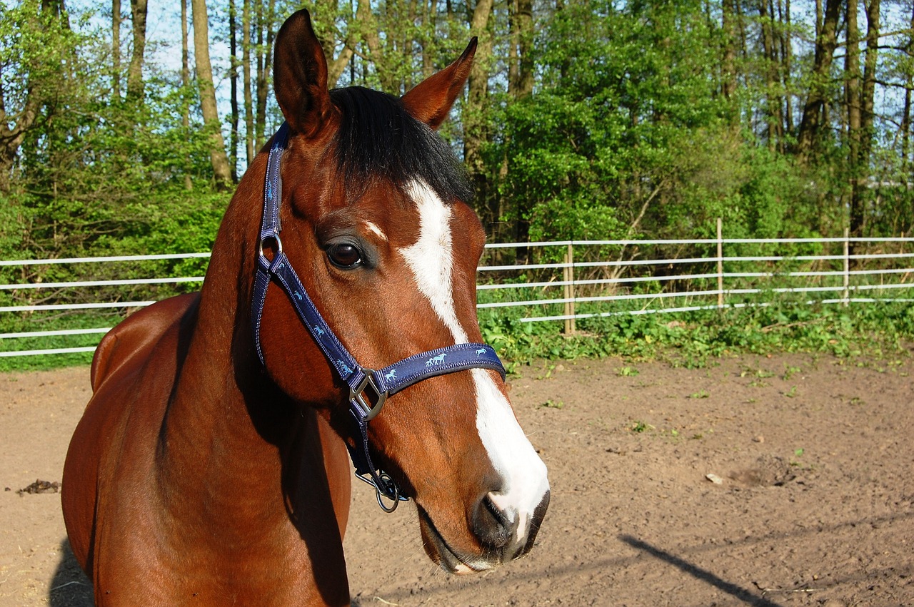 the horse eyes ears free photo