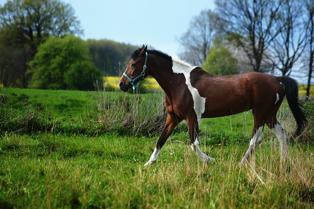 the horse konik colorful pattern free photo