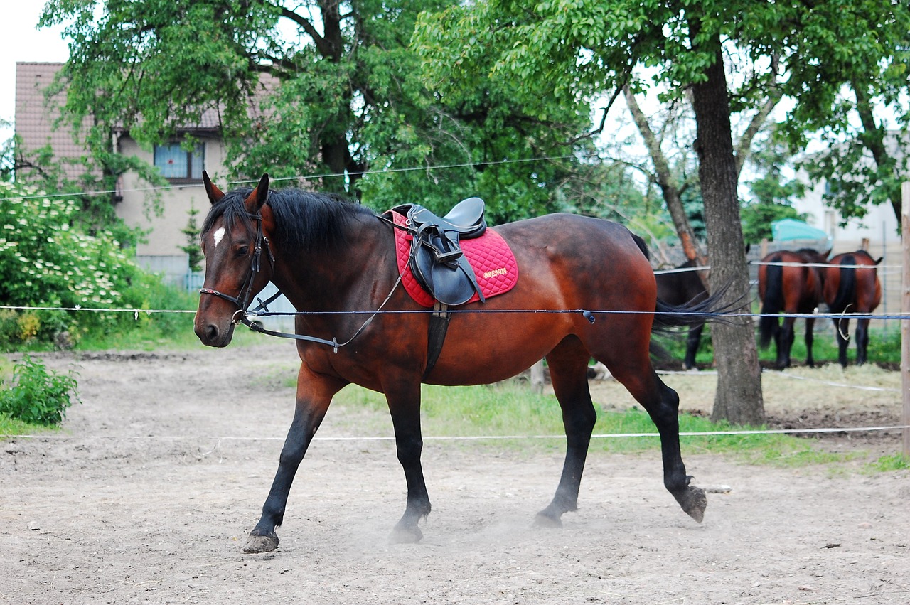 the horse work lonżowanie free photo