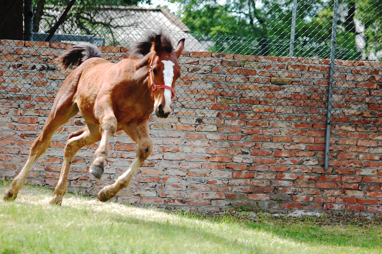 the horse konik animal free photo