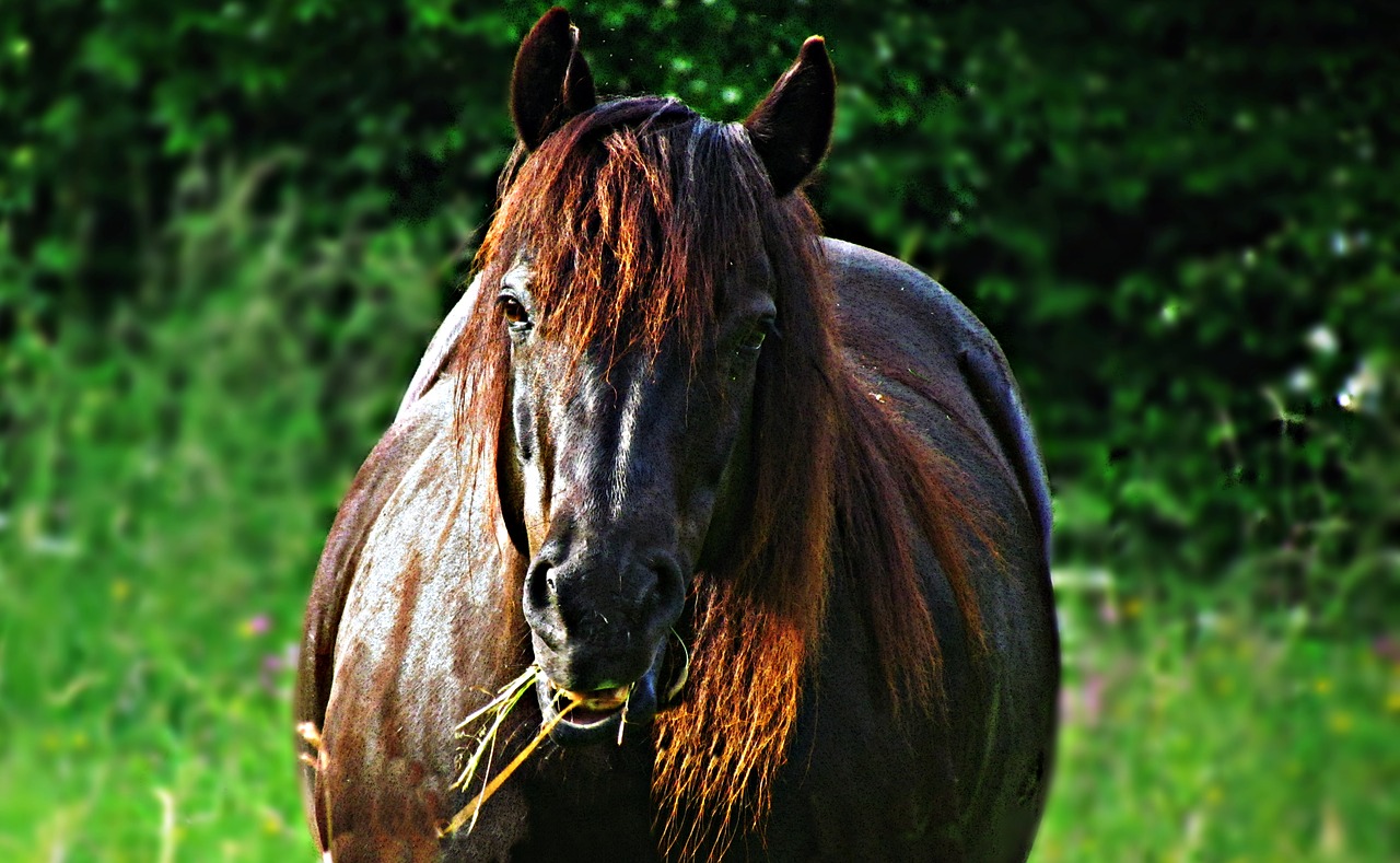 the horse animal horses free photo