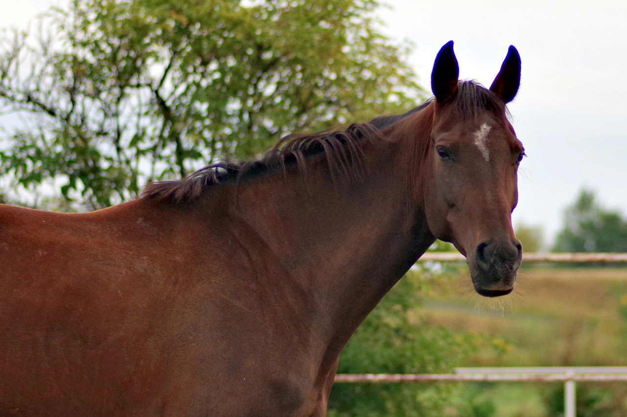 the horse brown chestnut free photo