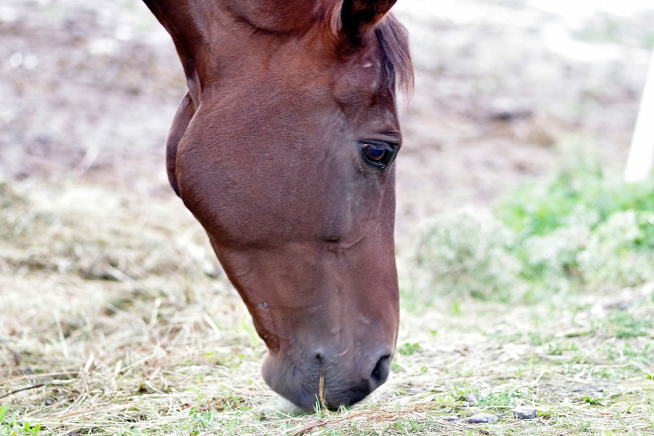 the horse brown chestnut free photo