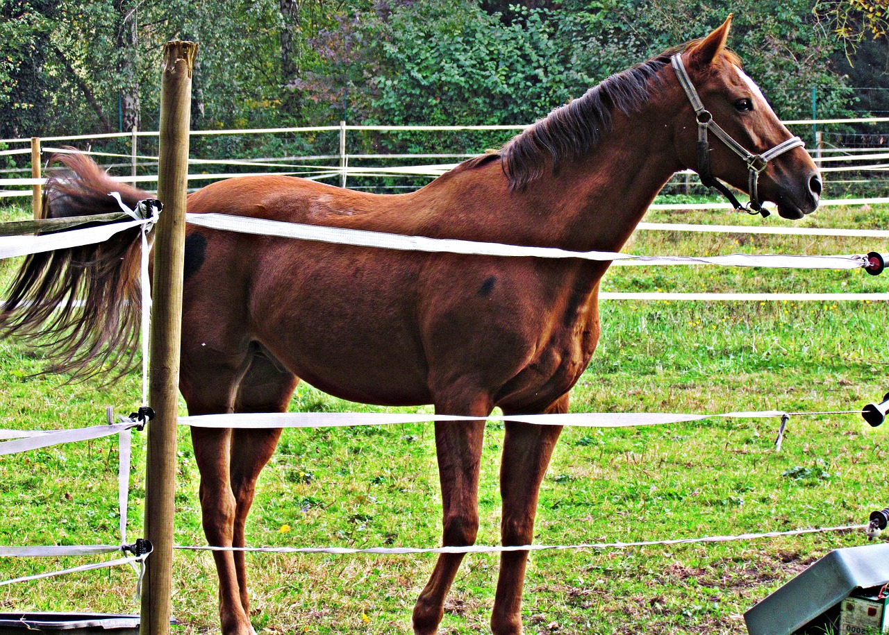 the horse pen the mane free photo