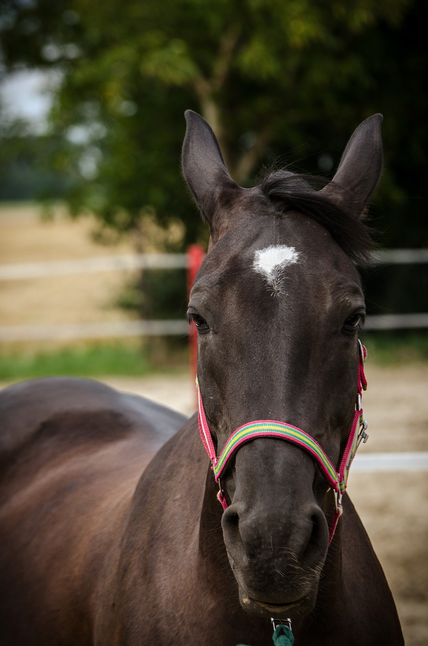 the horse konik horses free photo