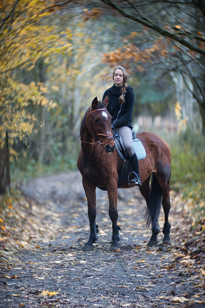 the horse autumn horse free photo