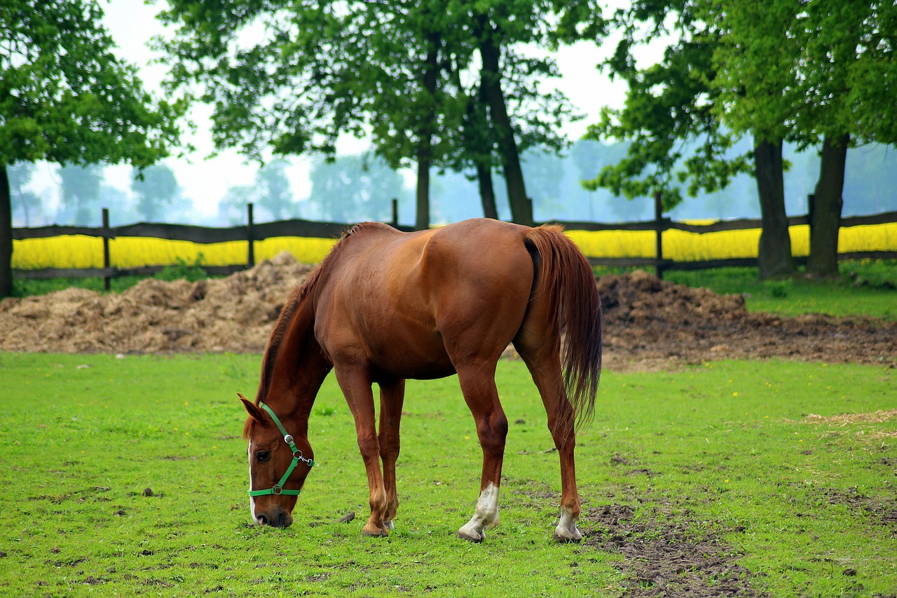 the horse  stud  lawn free photo