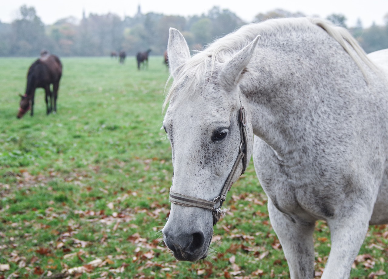 the horse  white  gray free photo