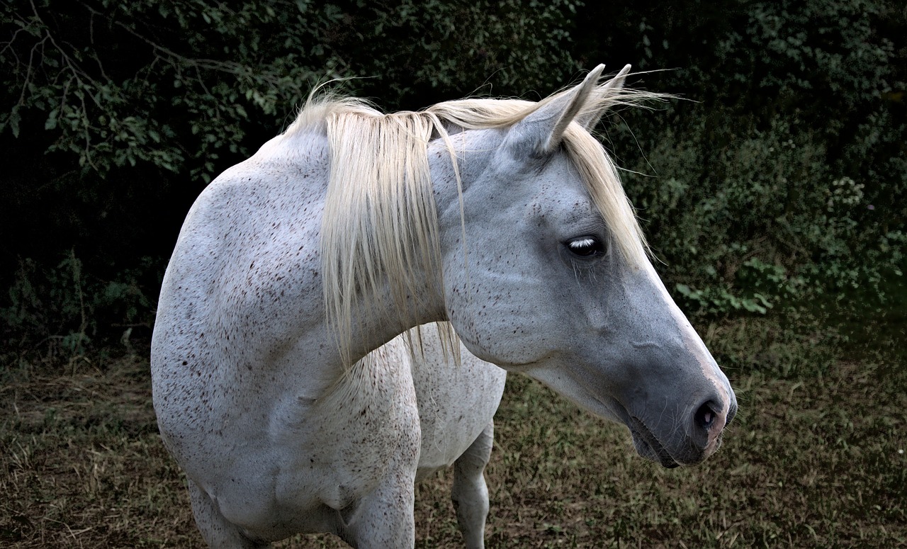 the horse  arab  the head of the free photo