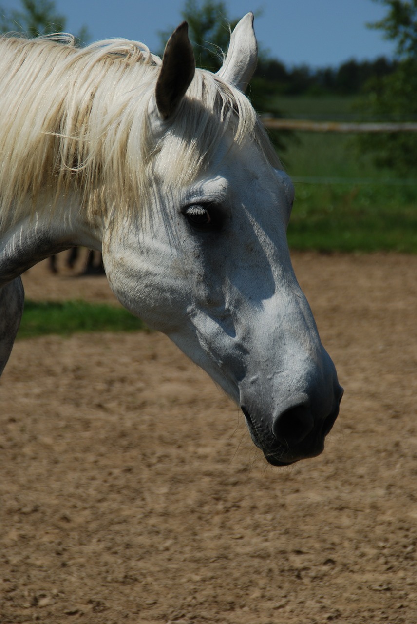 the horse animal catwalk free photo