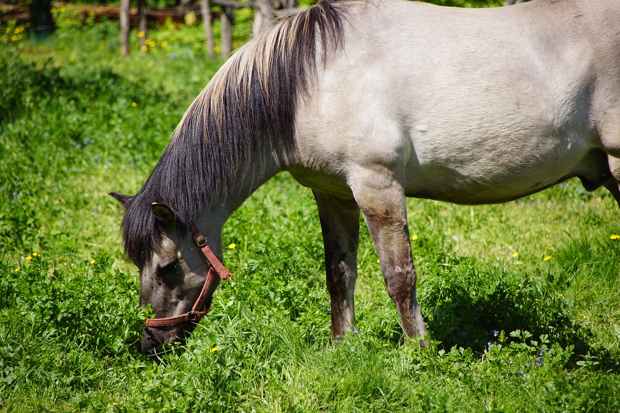 the horse  nature  animals free photo