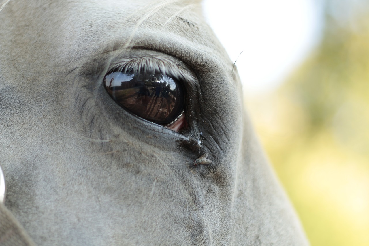 the horse  eye  longing free photo