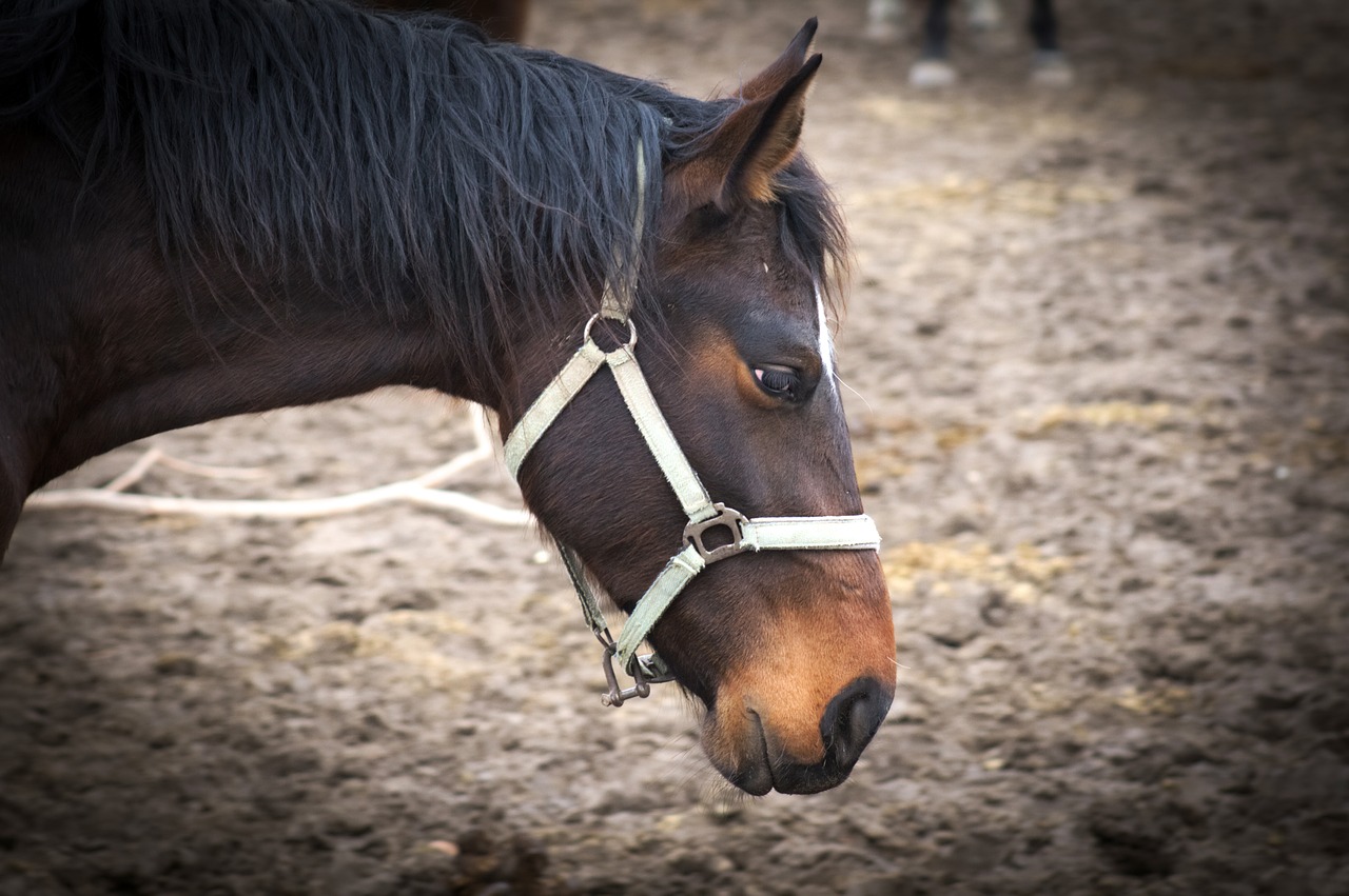 the horse  nature  animals free photo