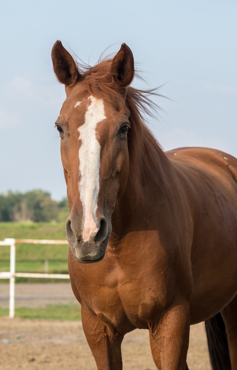 the horse  chestnut  horse free photo